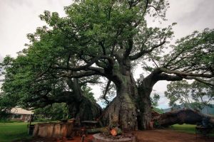 The Sunland Big Baobab Tree - Pub Inside A Tree