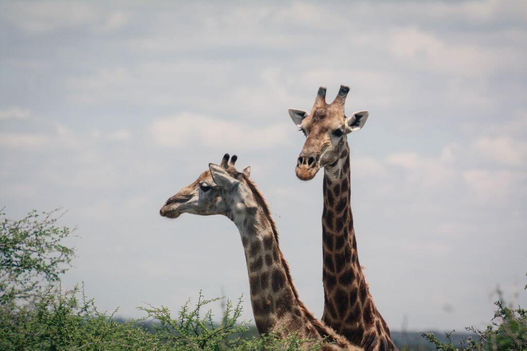 Giraffe Kruger Park