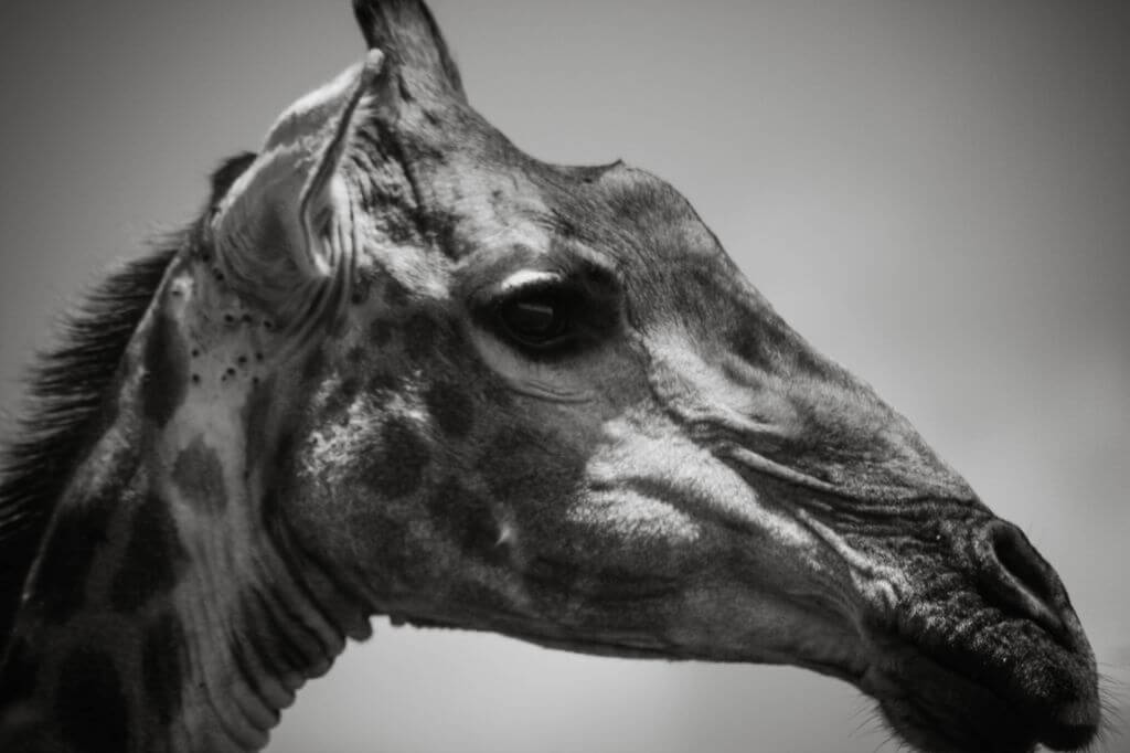 Giraffe - Kruger Park