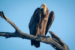 Vulture - Kruger Park
