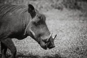 Warthog - Kruger Park