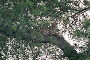 Leopard - Kruger Park