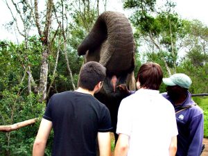 Exploring Knysna Elephant Park