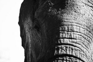 Elephant Chase - Kruger Park