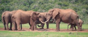 Addo National Elephant Park